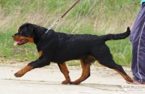 Harcol Boxer kutyák és más fajták a kutyák és a macskák (fajták) Boxer harci kutyák és más fajok, a macskák és a kutyák