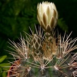 További részletek a szabályok otthoni gondozást gymnocalycium (gymnocalycium faj) További részletek a szabályok ellátás gymnocalycium otthon