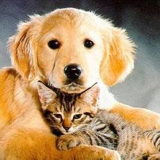 nyelőcső betegségek kutyák és macskák