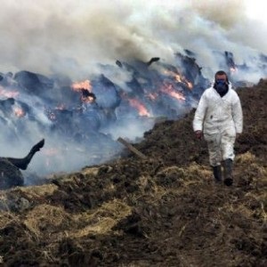 Betegségei Szarvasmarha, a cselekmény nyílás (folyékony állagúak nyálkahártya) Betegség szarvasmarha, az előzenekar