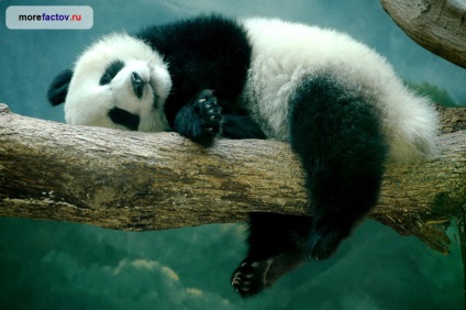 Giant Panda - szokatlan állatok - tenger tények