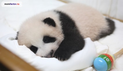 Giant Panda - szokatlan állatok - tenger tények