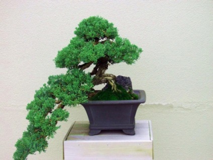 Bonsai 1 kezével (a) Bonsai kezüket 1