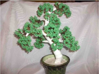 Bonsai kezük 1 (bonsai) Bonsai kezüket 1
