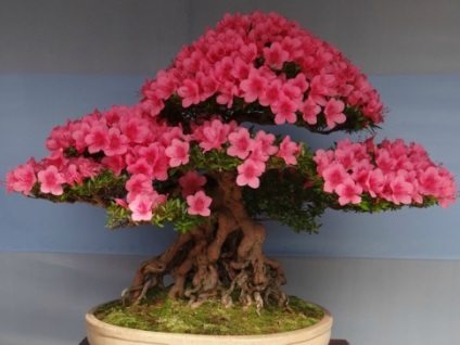 Bonsai 1 kezével (kéz) Bonsai kezüket 1