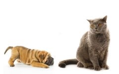 Brit rövidszőrű macska fotók, tisztálkodás, gondozó brit macska, figura, vitaminok,