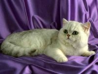 Brit rövidszőrű macska fotók, tisztálkodás, gondozó brit macska, figura, vitaminok,