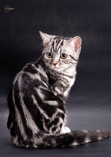 Brit rövidszőrű fotó, etetés brit macska diéta étrend, etetés
