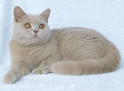 Brit macska színe fakó