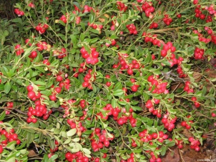 Vörösáfonya kert ültetés és gondozás, a termesztés és fajták Photo