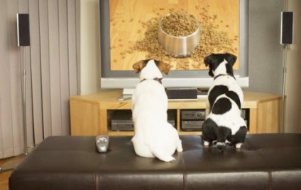 Függetlenül attól, hogy a kutya tévézni, novella hosszú tacskó
