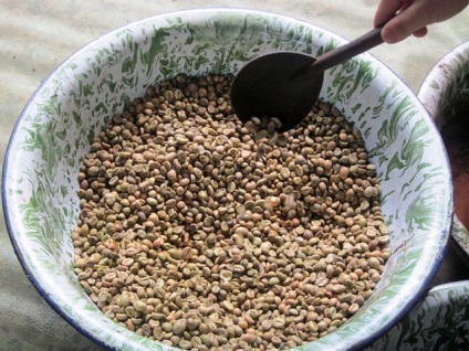 A legdrágább kávé a világon az aknák alom Luwak (a legdrágább kávé ürülék) A legdrágább kávé a világon az aknák alom lyuvak