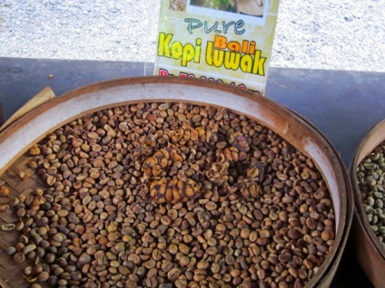 A legdrágább kávé a világon az aknák alom Luwak (állati Luwak kávé) A legdrágább kávé a világon az aknák alom lyuvak