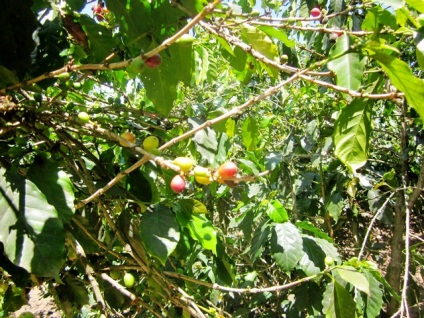 A legdrágább kávé a világon az aknák alom Luwak (Luwak kávé Vietnam állatok) A legdrágább kávé a világon az aknák alom lyuvak