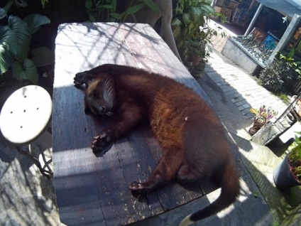 A legdrágább kávé a világon az aknák alom Luwak (kávé Vietnam) A legdrágább kávé a világon az aknák alom lyuvak