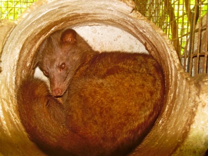 A legdrágább kávé a világon az aknák alom Luwak (a legdrágább kávé a világon az alom) A legdrágább kávé a világon az aknák alom lyuvak