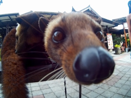 A legdrágább kávé a világon az aknák alom Luwak (Luwak) A legdrágább kávé a világon az aknák alom lyuvak