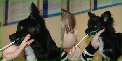 Center for Veterinary Genetics zoogen - bukkális (száj) hám