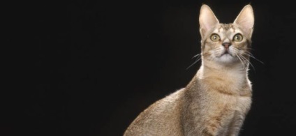 Ceylon macska fotók, videók, fajta leírás, képességgel, óvoda - murkote körülbelül macskák és macskák