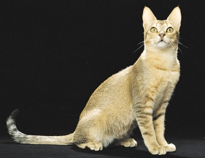 Ceylon macska - érdekes tény a fajta