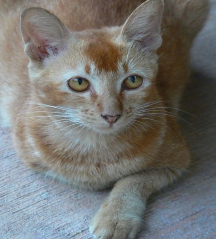 Ceylon macska - érdekes tény a fajta