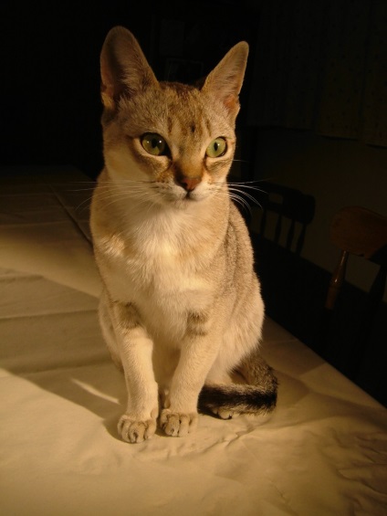 Ceylon macska, cat cica (Ceylon cica) Ceylon macska, macska és a cica