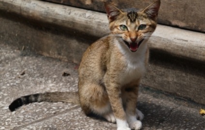 Ceylon macska, cat cica (Ceylon cica) Ceylon macska, macska és a cica