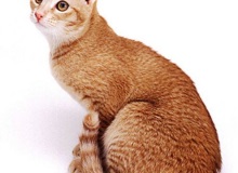 Ceylon macska leírás, fotó, szabványos, természet