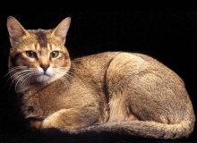 Ceylon macska leírás, fotó, szabványos, természet