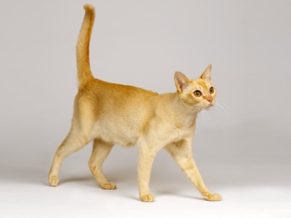 Ceylon macska fajta leírása