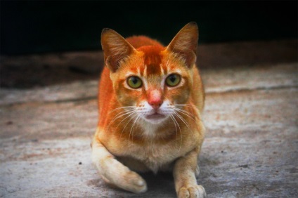 Ceylon macska fajta leírása
