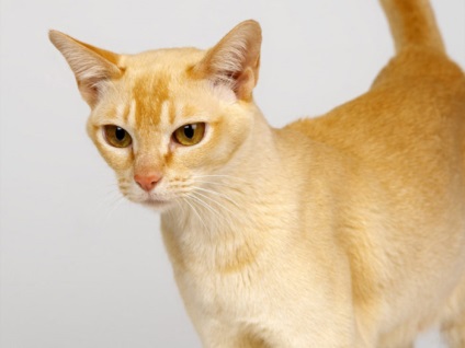 Ceylon macska fajta leírása fotókkal