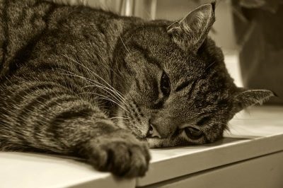 A takarmány cat (macska) mérgezés után (cat) A takarmány cat (macska) mérgezés után