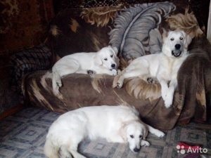 Mi a takarmány egy kölyök kuvasz 3 hónap, a kölyök (korcs) Mi a takarmány egy kölyök kuvasz 3 hónap, a kölyök