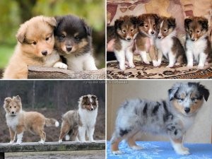 Mi a takarmány egy kölyök kuvasz 3 hónap, a kölyök (feed) Mi a takarmány egy kölyök kuvasz 3 hónap, a kölyök
