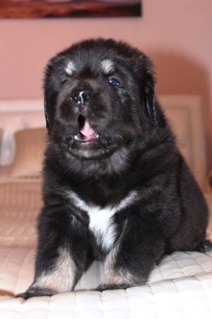 Mi a takarmány egy kölyök kuvasz 3 hónap, a kölyök (puppy) Mi a takarmány egy kölyök kuvasz 3 hónap, a kölyök