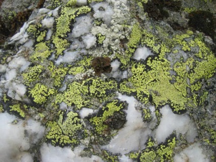 A moha eltér alga