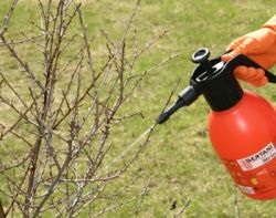 A folyamat egres és ribizli a kora tavasszal a lisztharmat és más betegségek, kártevők,