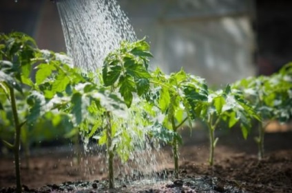 A spray palánta paradicsom kertjében! (Öntözés paradicsom palántákat) A spray palánta paradicsom kertjében!