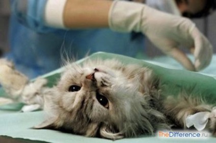 Mi más, mint a kasztráció sterilizálása macskák (macska) Mi más, mint a kasztráció macska sterilizálás