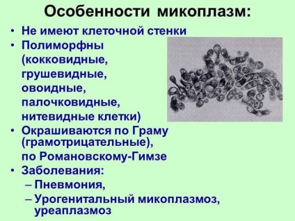 Mi különbözteti meg a Mycoplasma hominis és genitalium (genitalium) Mi a különbség a Mycoplasma hominis és genitalium