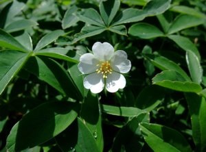 Mennyire hasznos fehér bloodroot, a gyógyszer tulajdonságait és ellenjavallatok a használatát (ellenjavallatok) Mennyire hasznos fehér bloodroot, a gyógyszer tulajdonságait és ellenjavallatok a használatát