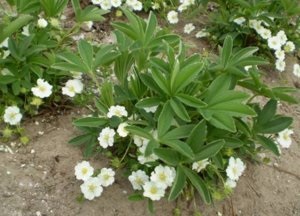 Mennyire hasznos fehér bloodroot, a gyógyszer tulajdonságait és ellenjavallatok a használatát (tulajdonság) Mennyire hasznos fehér bloodroot, a gyógyszer tulajdonságait és ellenjavallatok a használatát