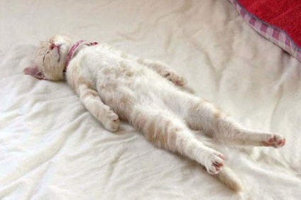 Mi a teendő, ha egy macska alszik az ágyon