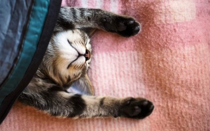Mi a teendő, ha egy macska alszik az ágyon