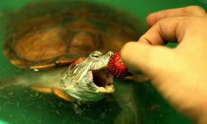 Ez étkezési teknős etetési gyakorlatát