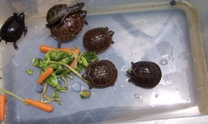 Ez étkezési teknős etetési gyakorlatát