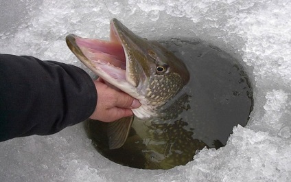 Amire szükség van a téli horgászat