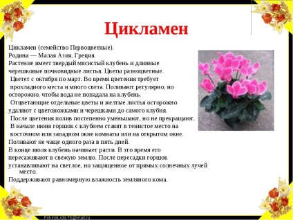 Ciklámen színű leírása (súlyosságát szórólapok) Ciklámen virágok leírása