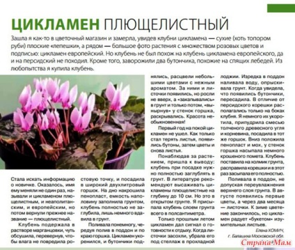 Ciklámen színű leírása (súlyosságát szórólapok) Ciklámen virágok leírása